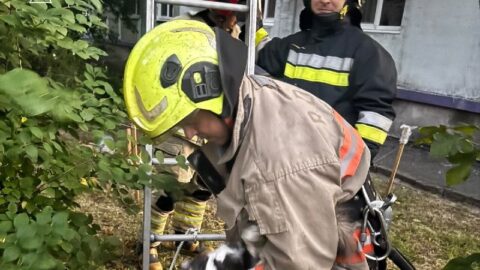Запорізькі надзвичайники врятували котика з дерева