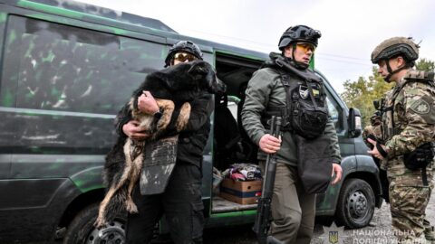 Трьох людей і контужену вівчарку врятували з-під обстрілів на Запоріжжі (ВІДЕО, ФОТО)